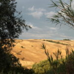 Lucania